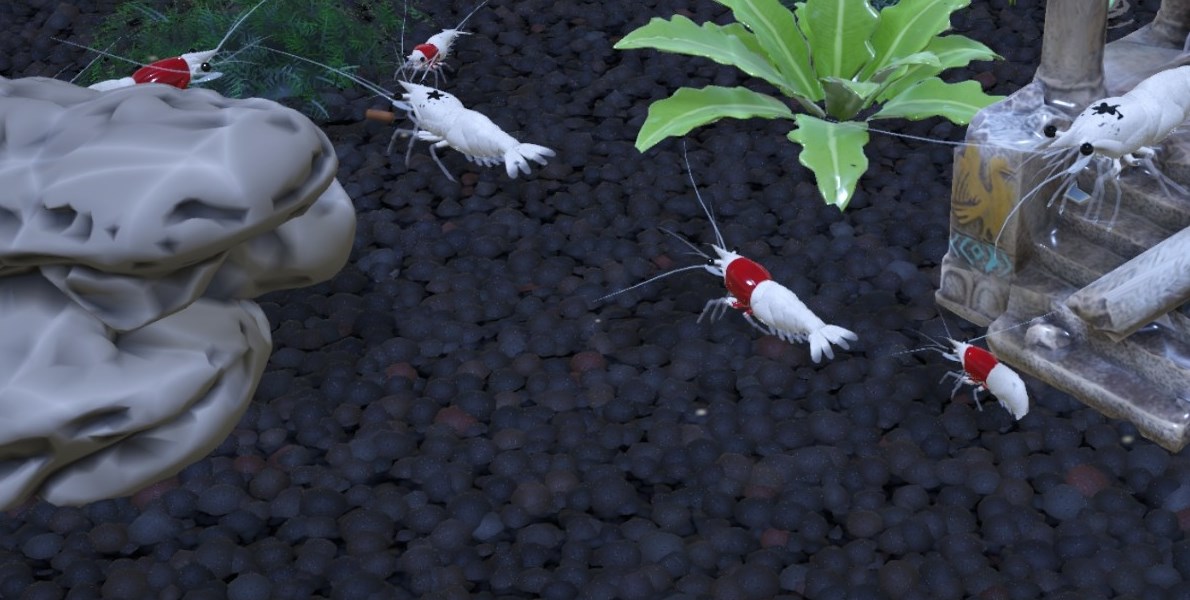 Close-up of Crystal Red shrimp foraging on dark soil between a flat rock, a plant and a temple ruin